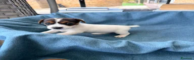 Jack Russell 4