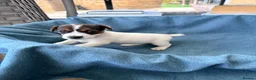 Jack Russell dogs for sale: Beautiful Jack Russell pups, petite, smooth coat.  - Advert 17