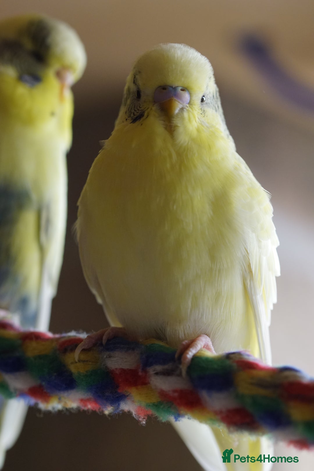 Budgerigars birds for sale: Budgies  - Advert 15