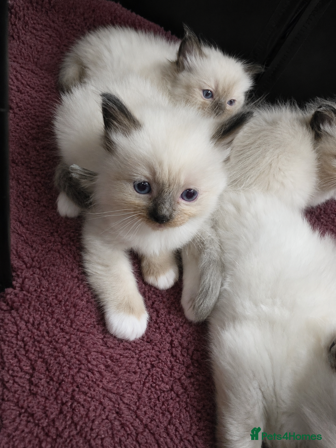Ragdoll cats TICA/GCCF registered ragdoll kittens - Advert 2