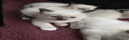 Ragdoll cats for sale: TICA/GCCF registered ragdoll kittens - Advert 26