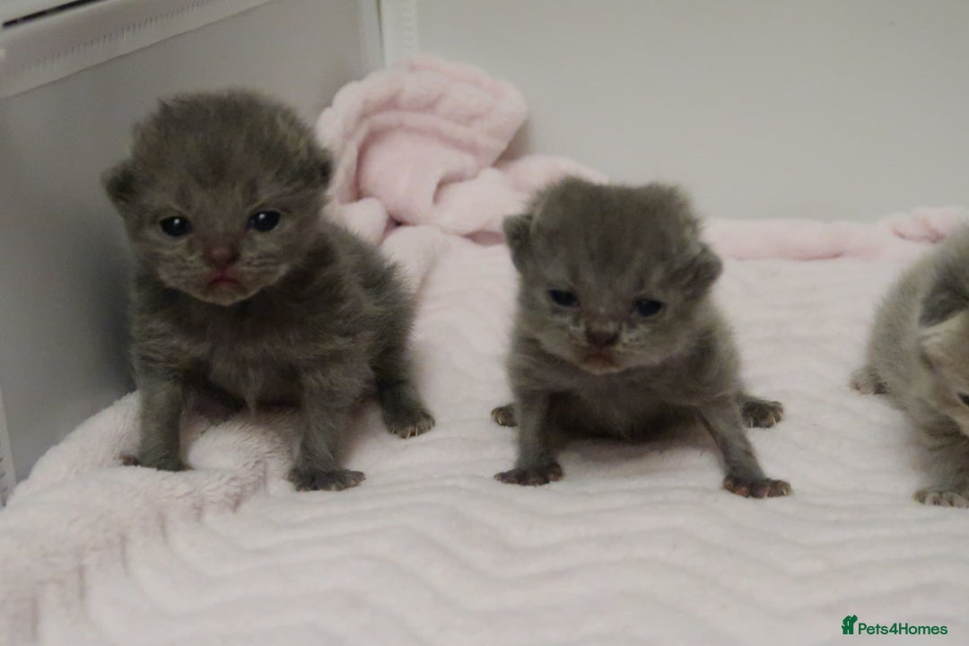 British Shorthair cats for sale: Solid Blue & Blue Golden Spotted Tabby Kittens - Image 4