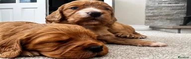 Cocker Spaniel 2