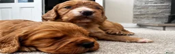 Cocker Spaniel dogs for sale: Outstanding Boys - Advert 7