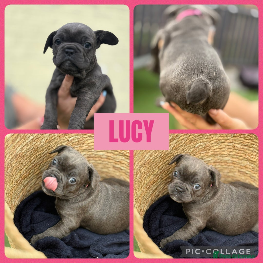 French Bulldog dogs for sale: Beautiful baby frenchies - Image 6