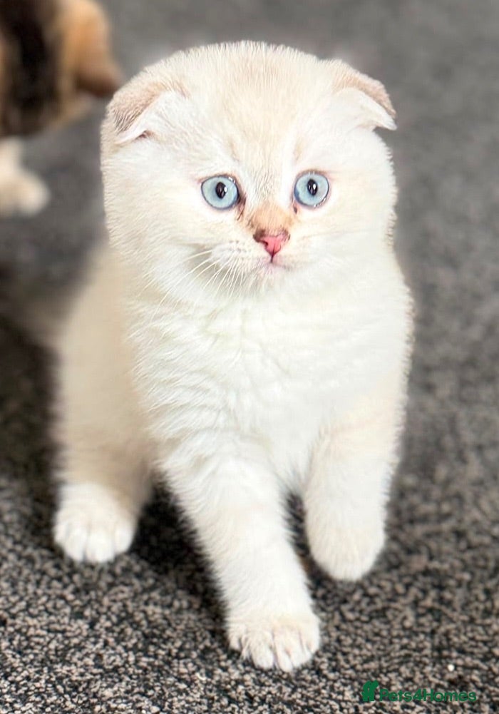 British Shorthair cats Only 3 gorgeaus e kitty are left  - Advert 1