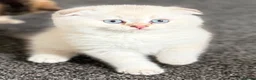 British Shorthair cats for sale: Only 3 gorgeaus e kitty are left  - Advert 1