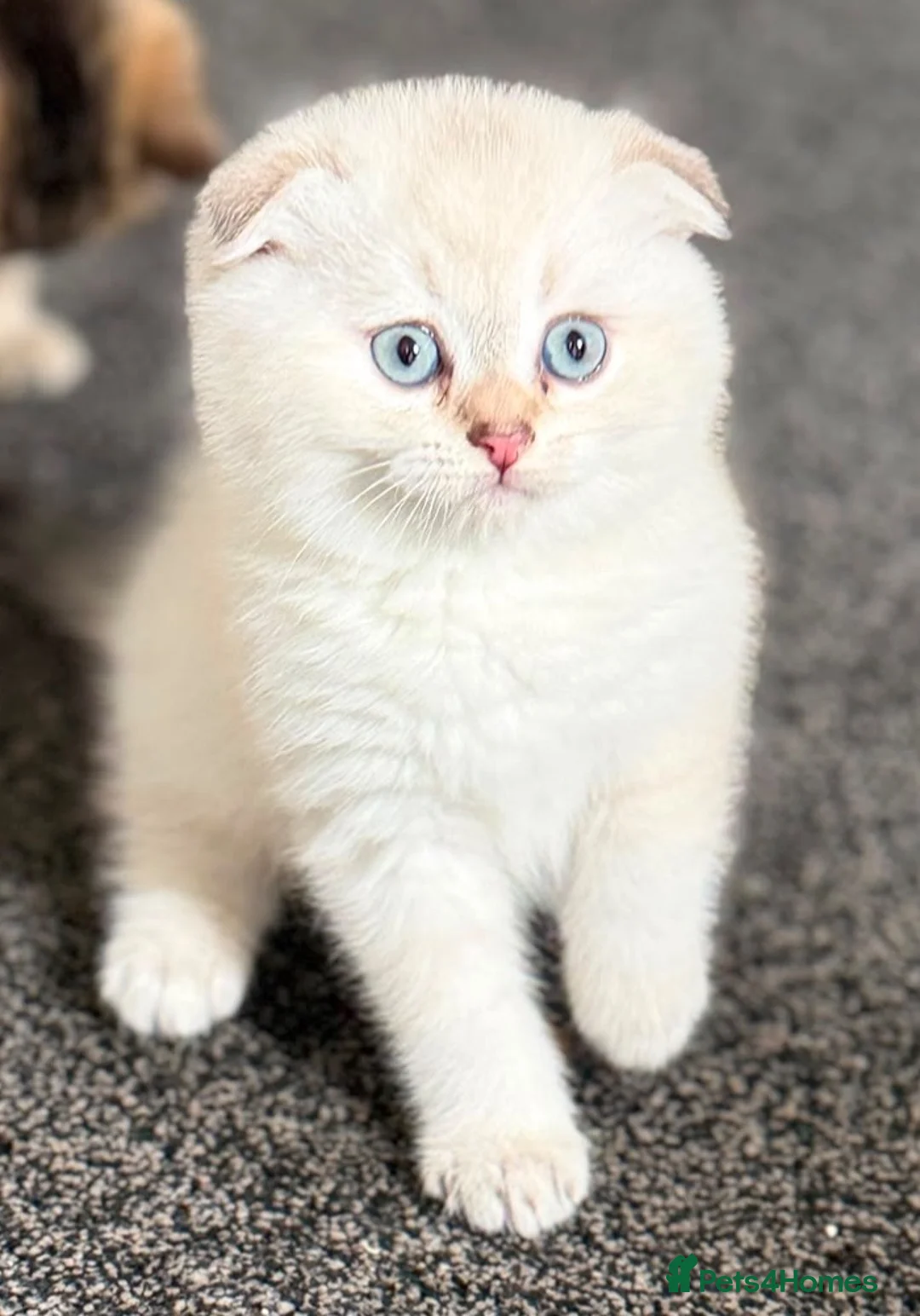 British Shorthair cats for sale: Only 3 gorgeaus e kitty are left  - Advert 1