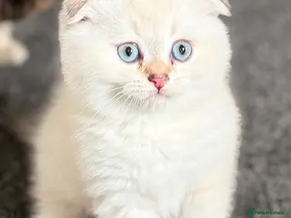 British Shorthair cats Only 3 gorgeaus e kitty are left - Advert 1