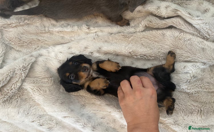 Miniature Dachshund dogs - Advert 1