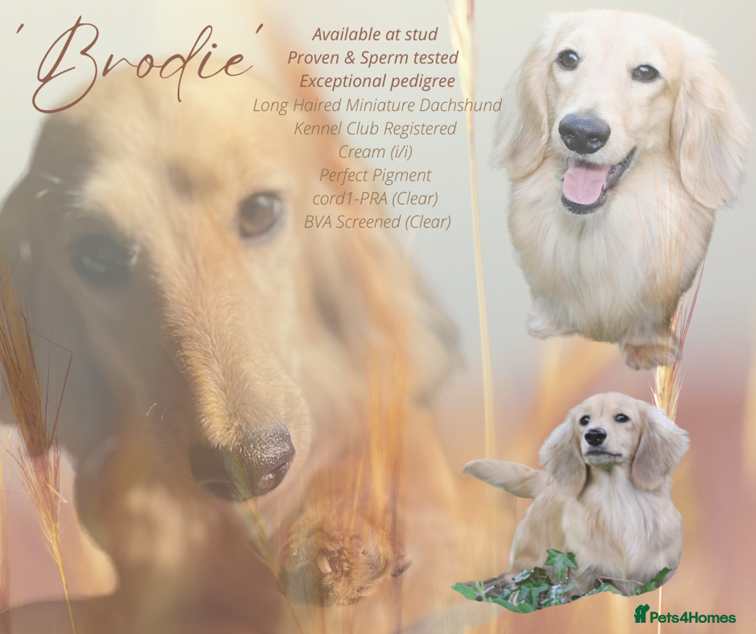 Miniature Dachshund dogs for stud:  Cream i/i long haired Miniature Dachshund  in Newton Abbot - Advert 15