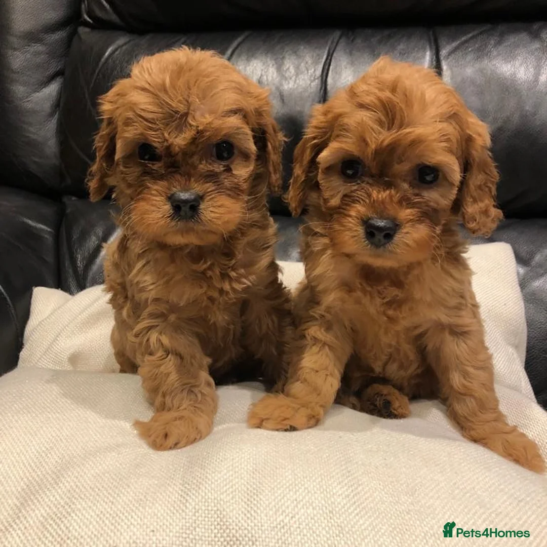 Poodle dogs for stud: Red K.C Reg Miniature Poodle 4 Stud HEALTH TESTED in Chesterfield - Advert 8