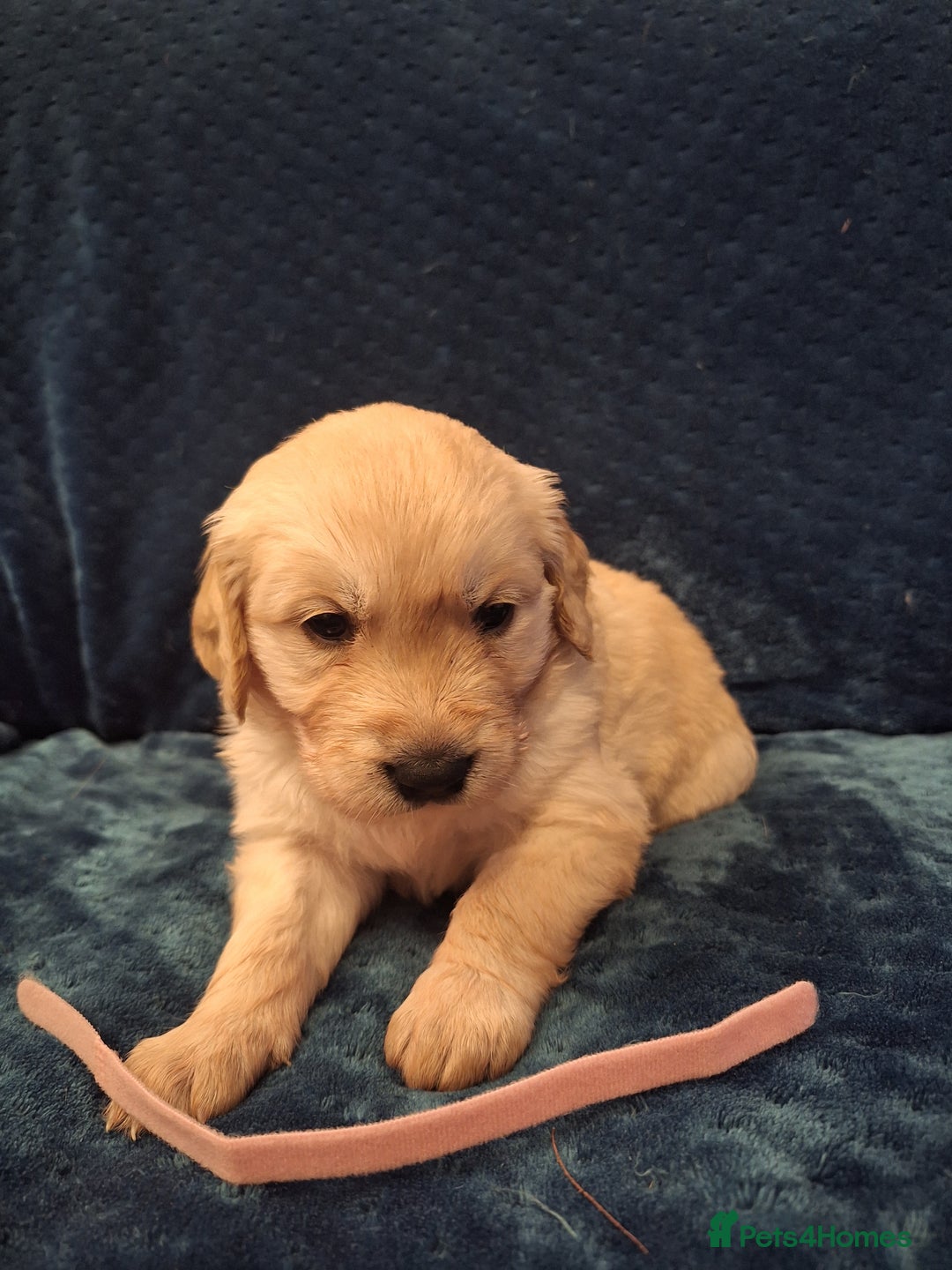 Golden Retriever dogs for sale: Beautiful KC reg Golden Retriever pups - Image 7
