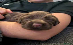 Cocker Spaniel dogs for sale: Cocker spaniel  - Image 3