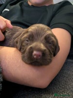 Cocker Spaniel dogs - Advert 1