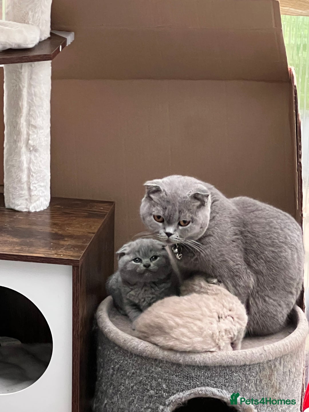 Mixed Breed cats for sale: Beautiful kittens available for loving homes. - Advert 23