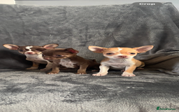 Chihuahua dogs for sale: Chihuahuas puppies  - Image 4