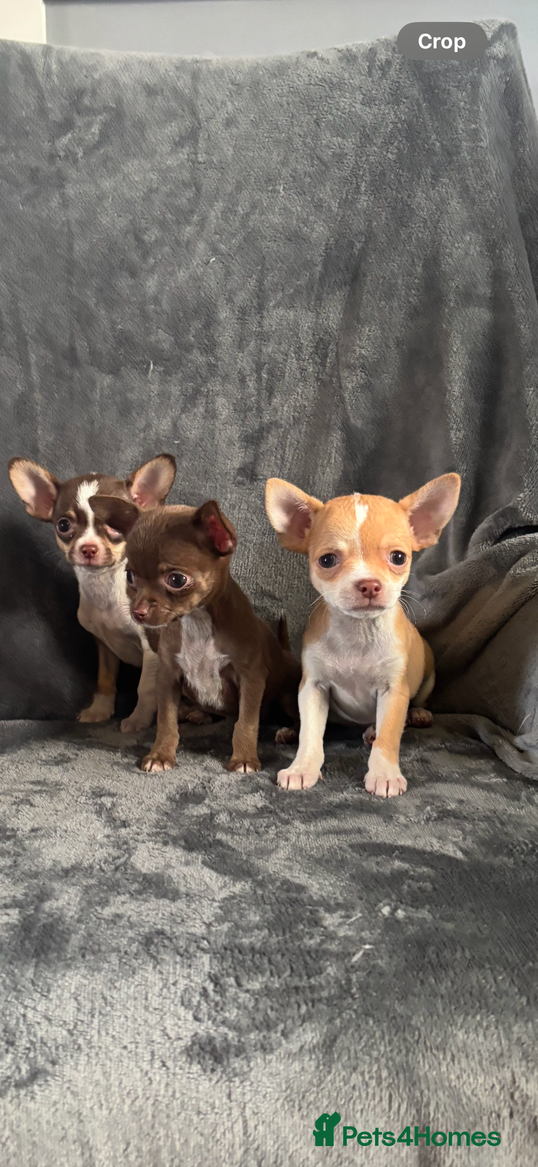 Chihuahua dogs for sale: Chihuahuas puppies  - Image 4