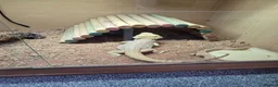 Bearded Dragon reptiles for sale: Juvenile Bearded Dragon & Full Set Up - Advert 6