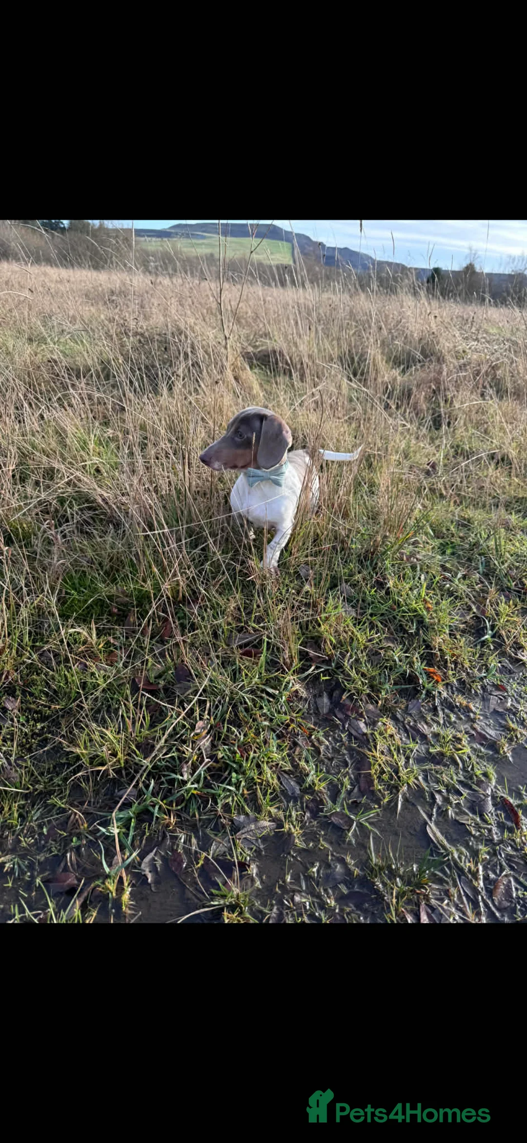 Miniature Dachshund dogs for sale: Male Miniature Dachshund 9 months old  in Merthyr Tydfil - Advert 1