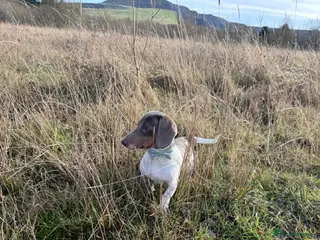Miniature Dachshund dogs Male Miniature Dachshund 9 months old - Advert 2