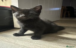 British Shorthair cats for sale: Kittens black/white  - Image 7