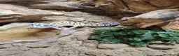 Gecko reptiles for sale: Leopard gecko  in Hounslow - Advert 2