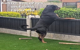 Rottweiler dogs for sale: (KC) REX & DELLAS FINAL LITTER OF QUALITY PUPS - Image 21