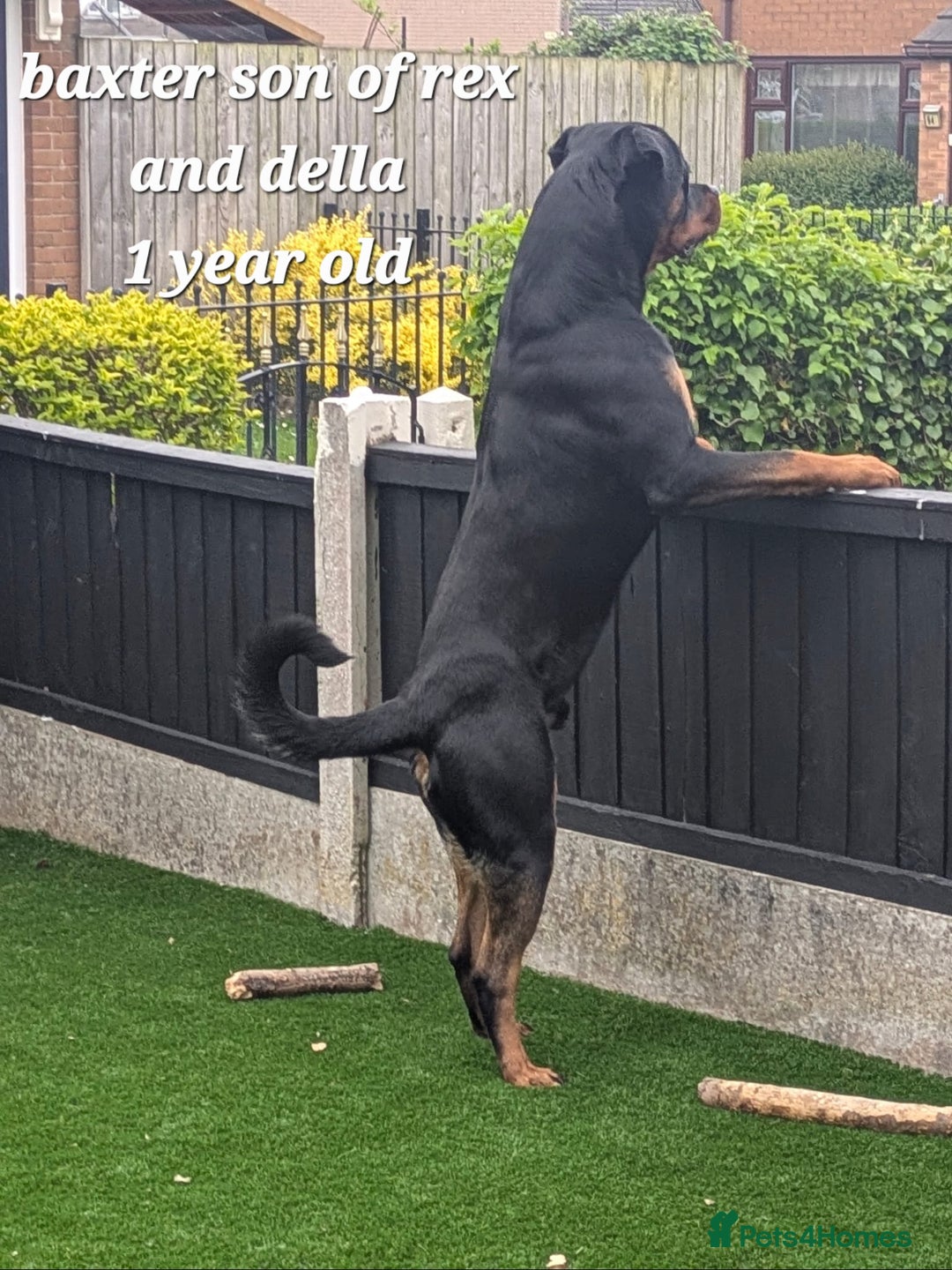 Rottweiler dogs for sale: (KC) REX & DELLAS FINAL LITTER OF QUALITY PUPS - Image 21