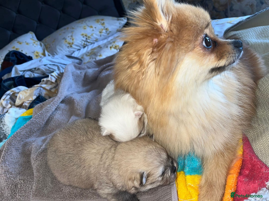 Pomeranian dogs for sale: Kc Reg Pomeranian Pups - Advert 18