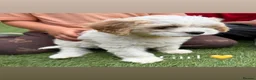 Cavachon dogs for sale: F1 CAVACHON PUPPIES!! - Advert 10