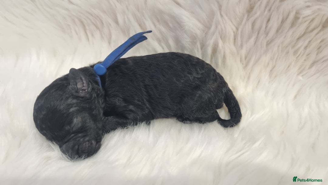 Standard Poodle dogs for sale: Exceptional Health Tested Puppies Due - Advert 20