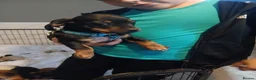 Dachshund dogs for sale: Beautiful dashhunds - Advert 9