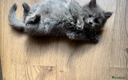 Mixed Breed cats for sale: Delightful Rag-doll Mixed Breed Kittens READY NOW! - Image 9