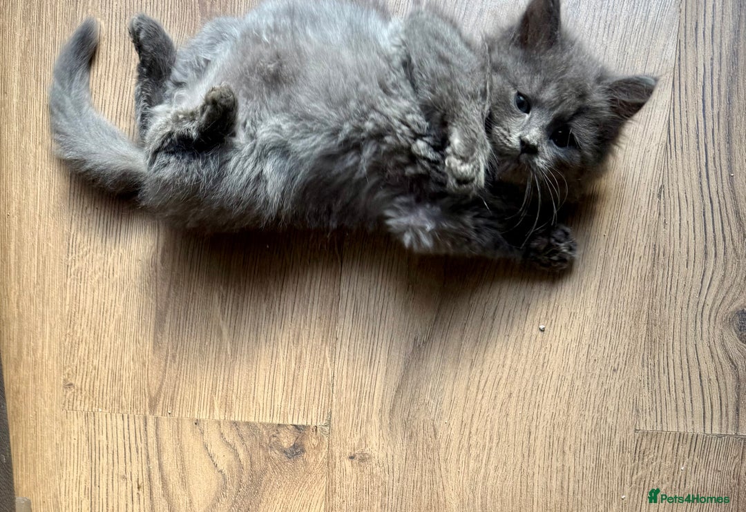 Mixed Breed cats for sale: Delightful Rag-doll Mixed Breed Kittens READY NOW! - Image 9