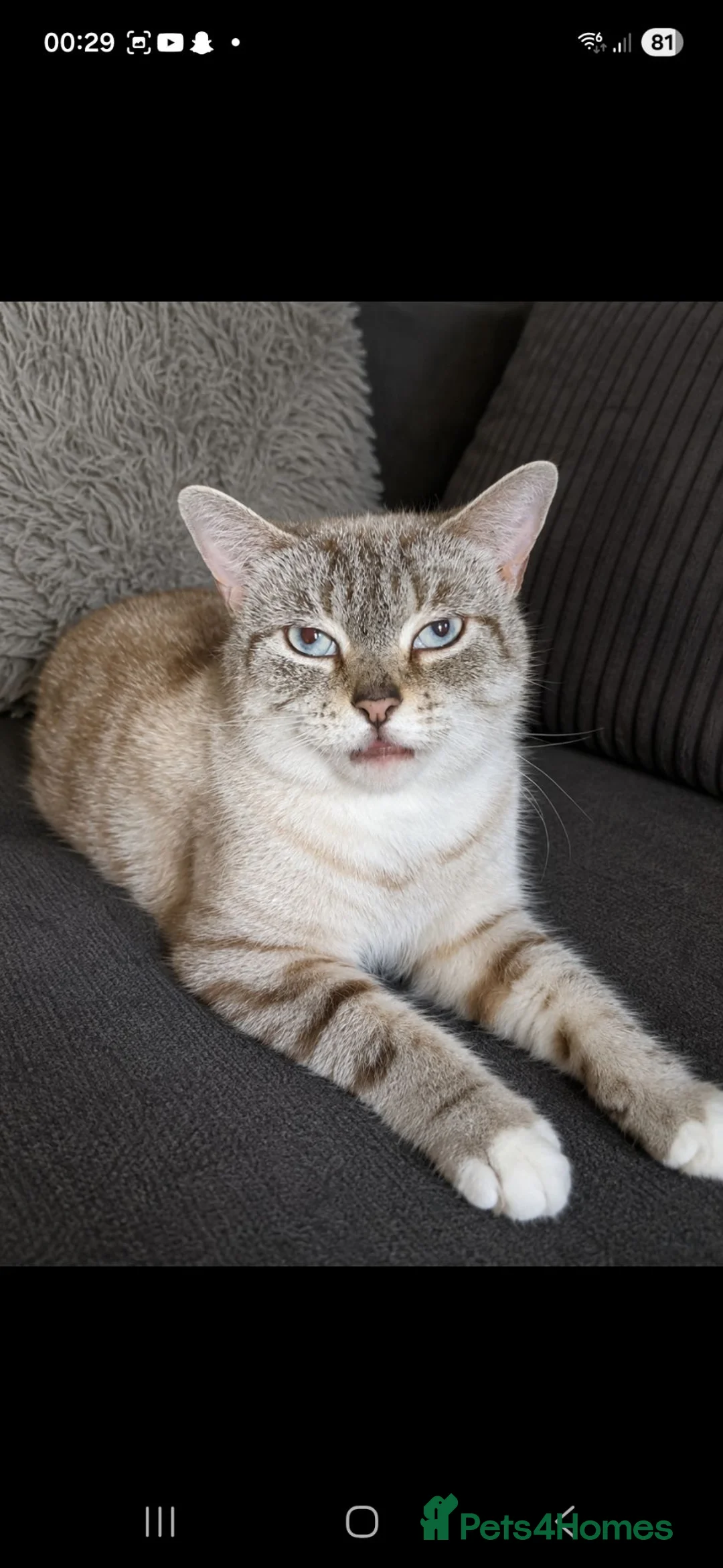 Mixed Breed cats for sale: Ragdoll x Bengal  - Advert 1