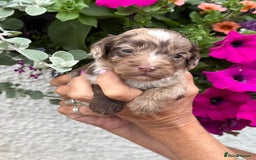 Cockapoo dogs for sale: Ready now Cracking F1 Cockapoos - Image 10