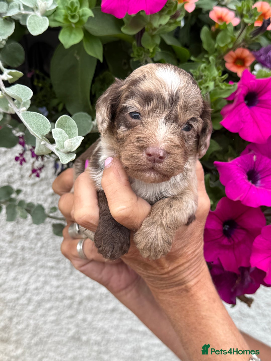Cockapoo dogs for sale: Ready now Cracking F1 Cockapoos - Image 10