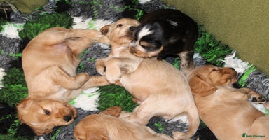 Cocker Spaniel dogs - Advert 5