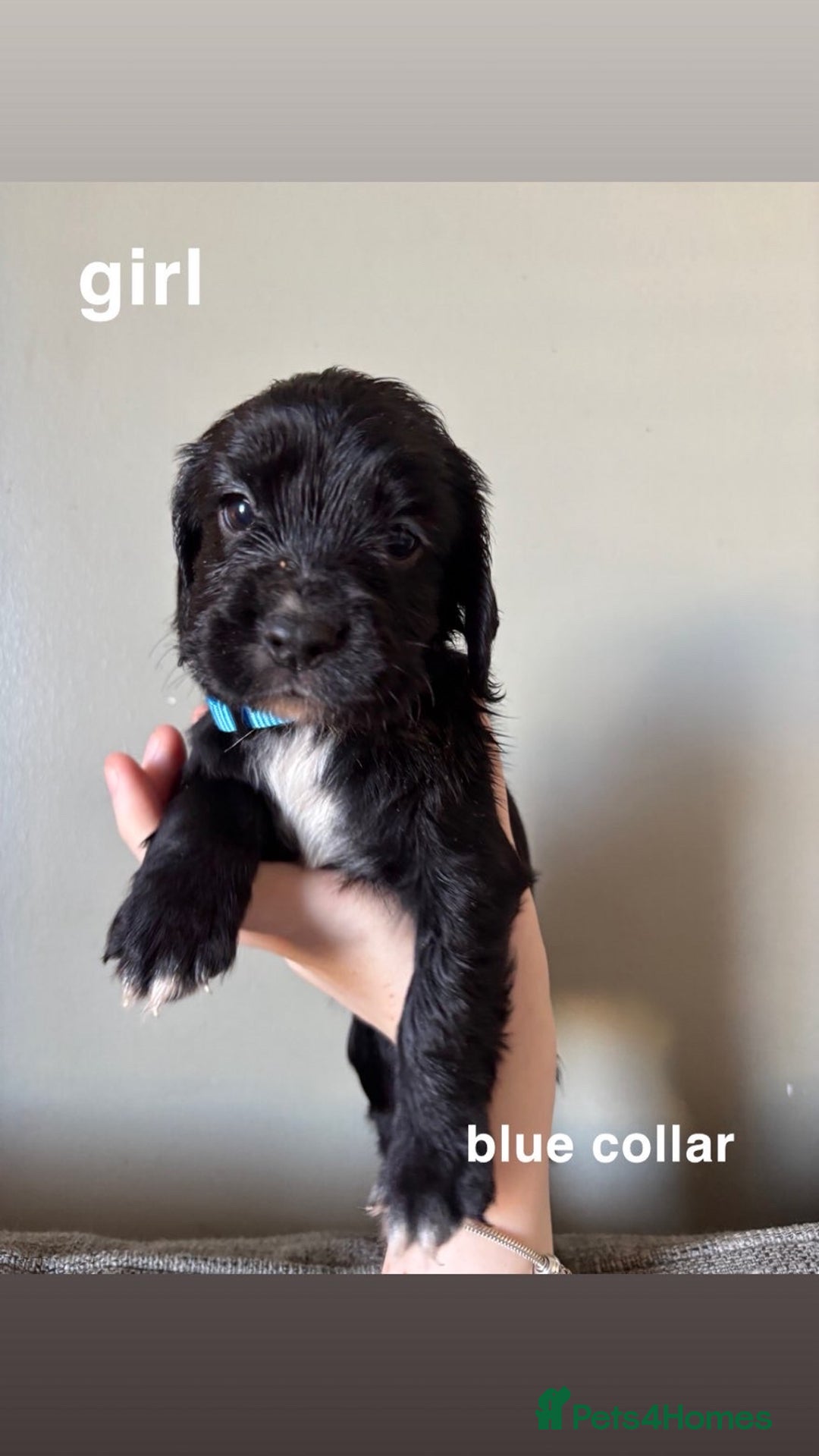 Cocker Spaniel dogs for sale: ** 1 GIRL LEFT** **READY NOW** Cocker Spaniel Pups - Advert 6