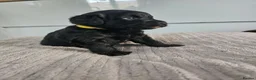 Mixed Breed dogs for sale: 9 beautiful Beagador/minituare poodle puppies - Advert 6