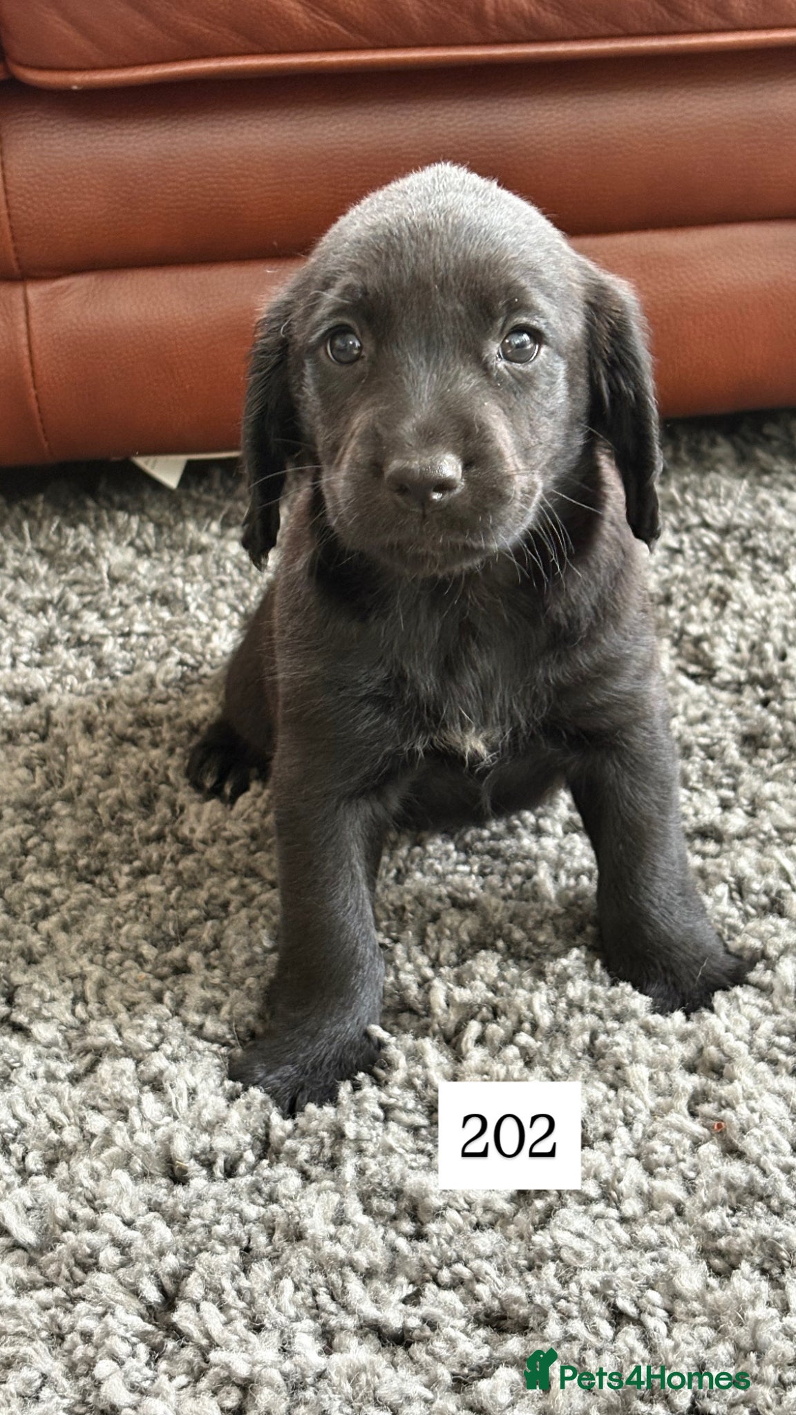 Cockerdor Puppy 4