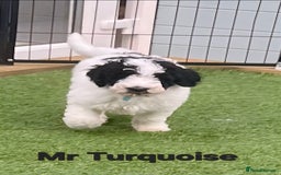 Sheepadoodle dogs for sale: Gorgeous Sheepadoodle litter - Advert 7