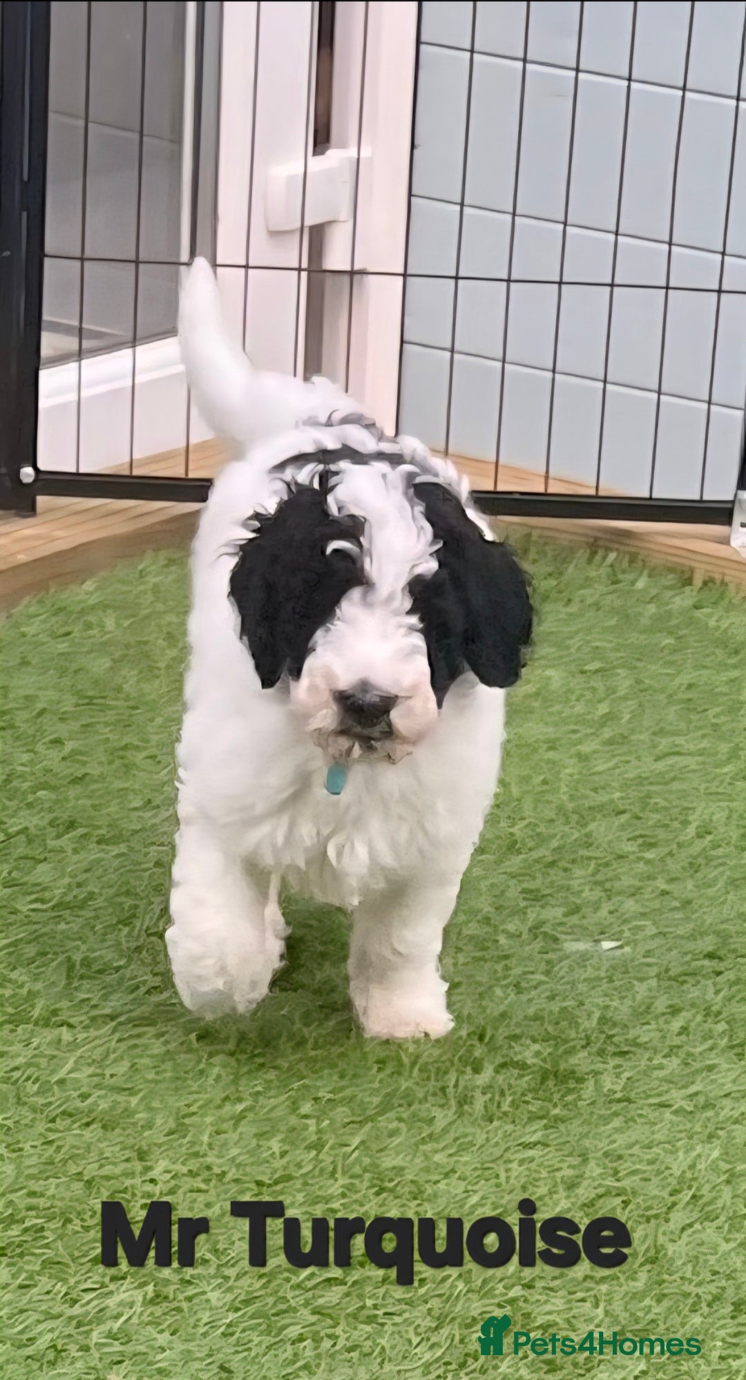 Sheepadoodle dogs for sale: Gorgeous Sheepadoodle litter - Advert 7