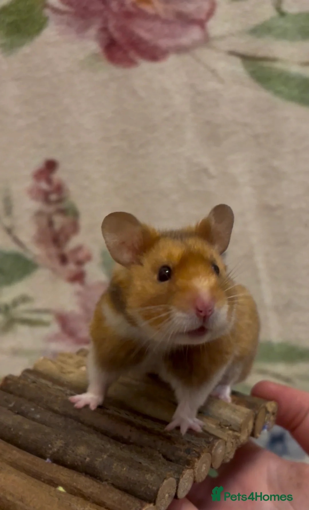 Hamster rodents for sale: Male Syrian Hamster - Advert 2