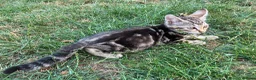 Bengal cats for sale: Two gorgeous bengal boys left READY NOW - Advert 13