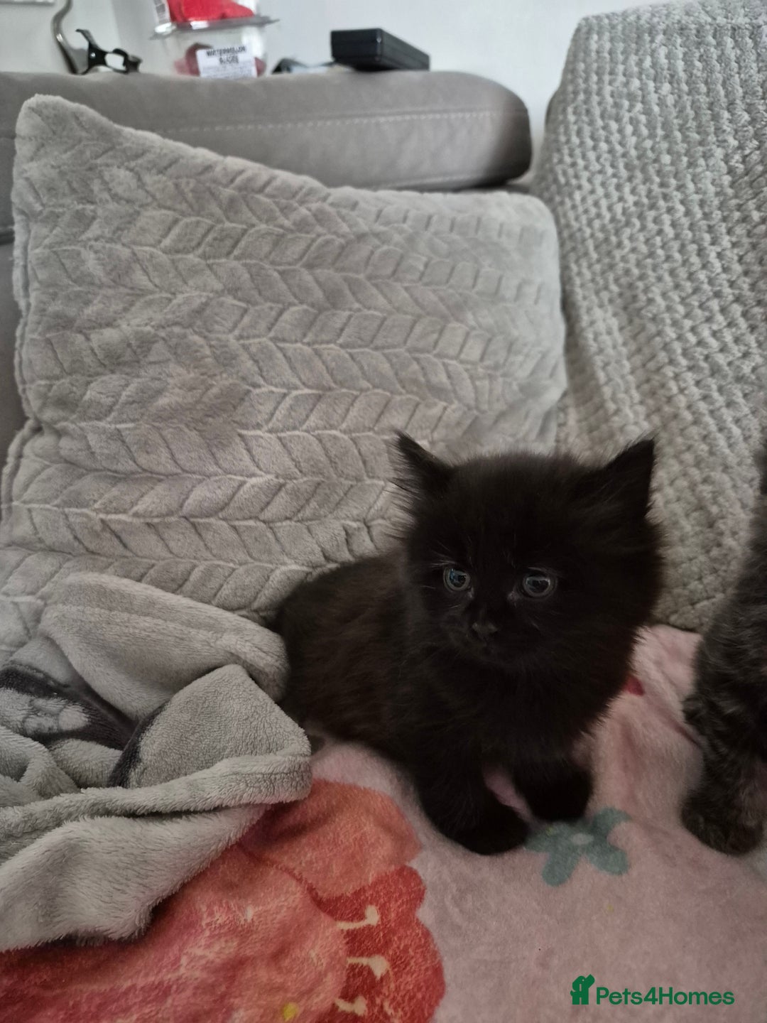 Mixed Breed cats for sale: Gorgeous fluffy chunky little babies  - Image 13