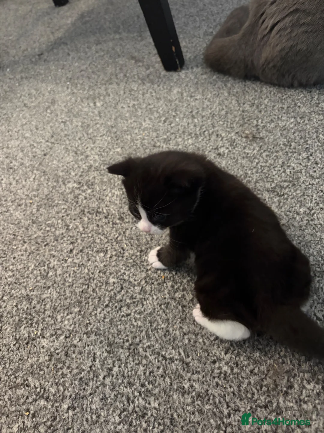 Domestic Shorthair cats for sale: White black cat  - Advert 20