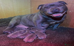 Staffordshire Bull Terrier dogs for sale: Kc Female Staffordshire Bull Terrier  - Image 4