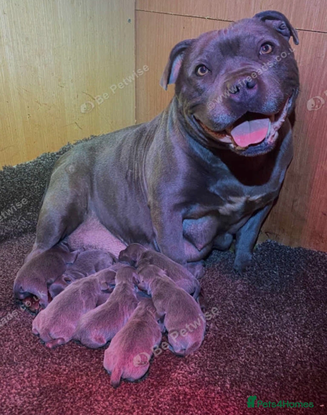 Staffordshire Bull Terrier dogs for sale: Kc Female Staffordshire Bull Terrier  - Image 4